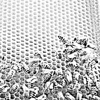 Honey Jar Label